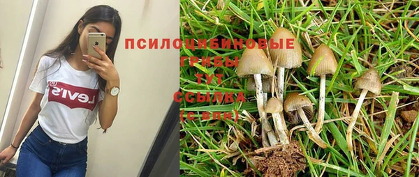 сатива Алзамай